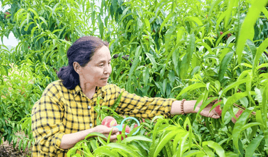 夏县王峪口村:“五月鲜桃”销售忙